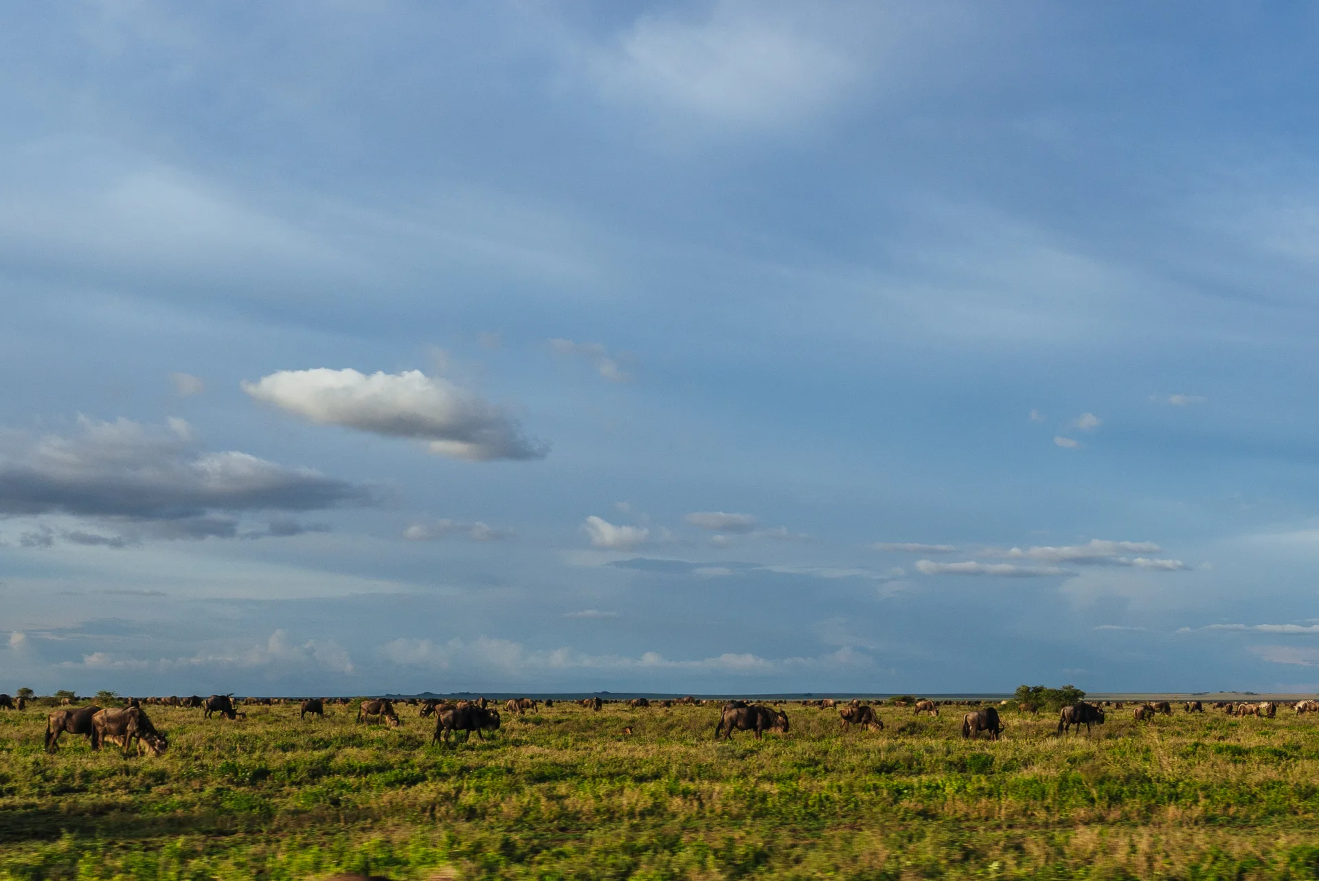 Hot air balloon over the Serengeti at dawn — a bird's-eye view of the Great Migration herds from above